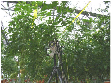 トマトの葉分析測定風景